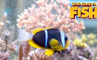 A-Clarkii-Clownfish-Home-Aquarium-320x200 The yellow and blue Bicolor Angelfish
