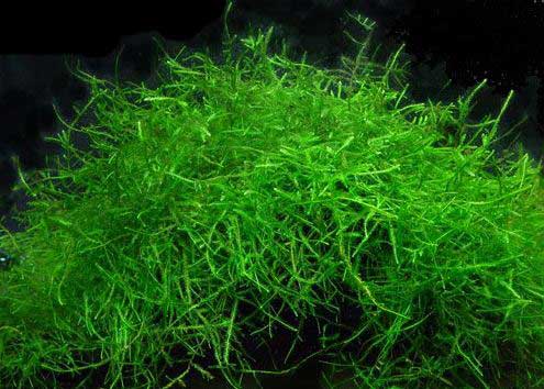 Java Moss - Who Gives A Fish