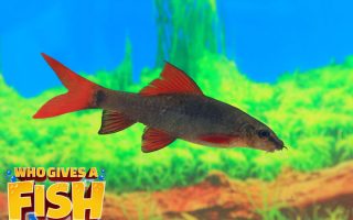 The common clownfish