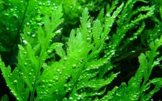 African-Water-Fern-320x200 Albino Corydoras