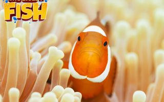Amphiprion-Ocellaris-320x200 An Arabian Angelfish in an aquarium