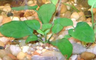 Anubias-nana-thumbn The African Water Fern