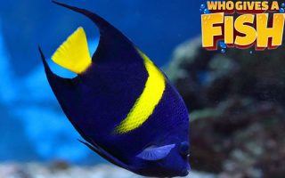 Arabian-Angelfish-Thumb-320x200 Albino Corydoras