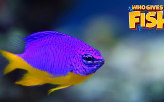 Azure-Damselfish-320x200 The common clownfish