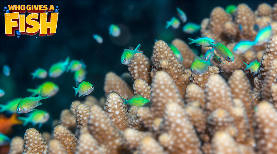 Young Baby Green Chromis