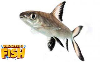 The African Water Fern