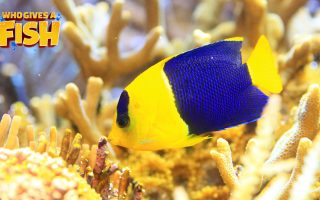 Bicolor-Angelfish-320x200 Magnificent Elegance Coral