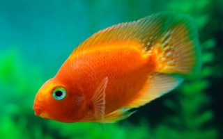 The common clownfish