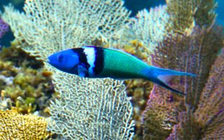 Bluehead-Wrasse-Thumb-320x200 Magnificent Elegance Coral