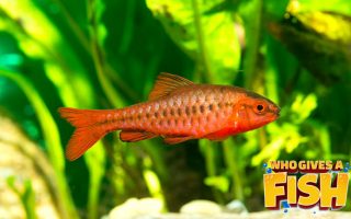 Magnificent Elegance Coral