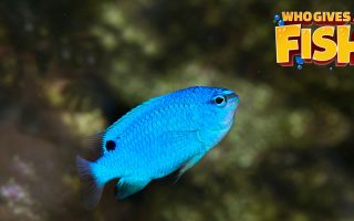 Closeup-Blue-Damselfish-320x200 Albino Corydoras