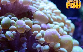 Colorful-Bubble-Coral-320x200 Albino Corydoras