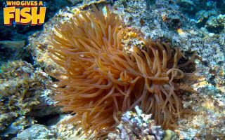 Condy-Anemone-320x200 The common clownfish