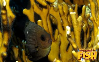 Domino-Damselfish-320x200 Magnificent Elegance Coral