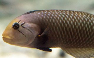 The glowing Yellow Angelfish