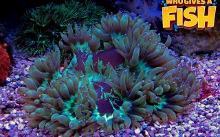 Elegance-Coral-320x200 Magnificent Elegance Coral
