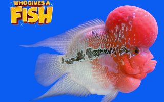 The African Water Fern