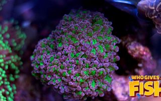 Frogspawn-Coral-320x200 Albino Corydoras