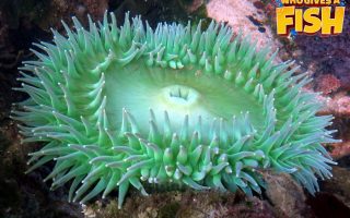 Giant-Green-Anemone-320x200 Magnificent Elegance Coral