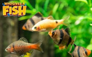 Magnificent Elegance Coral