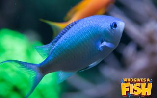 The Green Chromis