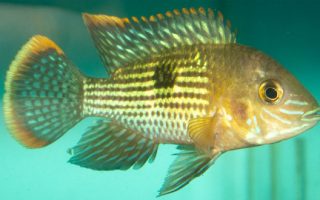 Magnificent Elegance Coral