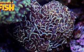 Hammer-Coral-320x200 The African Water Fern