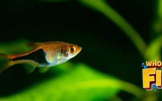 Magnificent Elegance Coral