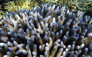 Horn-Coral-Thumb-320x200 The African Water Fern