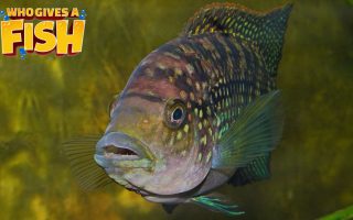 The common clownfish