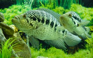 Magnificent Elegance Coral