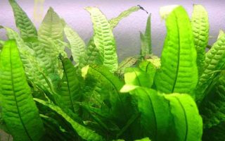 Java-Fern-thumbn The common clownfish
