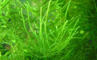 Java-Moss-Main-thumbn Magnificent Elegance Coral