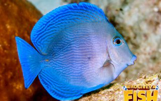 Juvenile-Atlantic-Blue-Tang-320x200 The African Water Fern