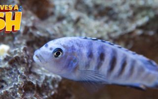 Magnificent Elegance Coral