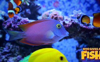 Magnificent Elegance Coral