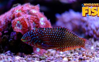 An Arabian Angelfish in an aquarium
