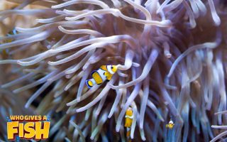 Long-Tentacle-Anemone-With-Clownfish-320x200 The common clownfish
