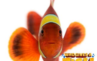 Maroon-Clownfish-Face-320x200 The glowing Yellow Angelfish