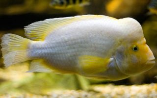 Magnificent Elegance Coral