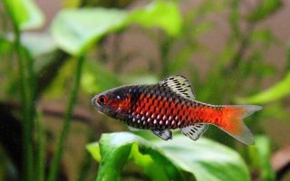 The common clownfish