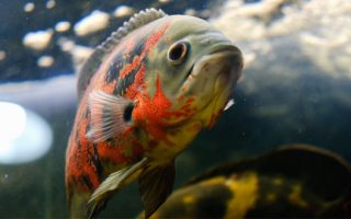 Magnificent Elegance Coral