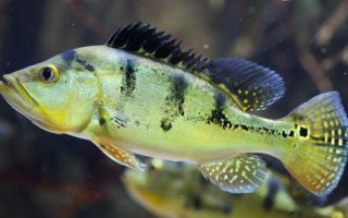 Magnificent Elegance Coral