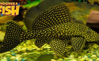 Magnificent Elegance Coral