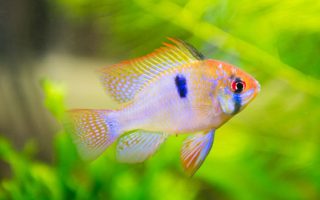 Magnificent Elegance Coral