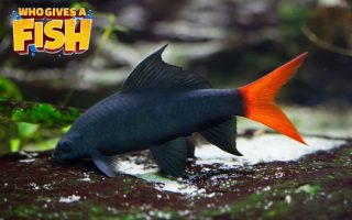 Magnificent Elegance Coral