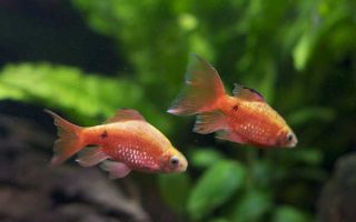 Magnificent Elegance Coral