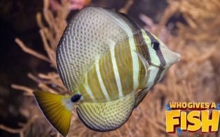 Magnificent Elegance Coral