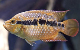 The common clownfish