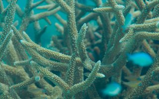 Staghorn-Coral-320x200 Magnificent Elegance Coral